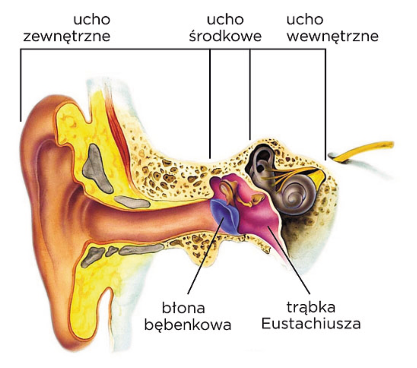 Строение наружного уха барабанная перепонка. Анатомия уха барабанная перепонка. Ухо барабанная перепонка строение. Барабанная перепонка строение уха.